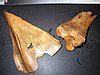 P1010005.JPG